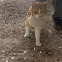 گربه خانگی