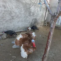 بوقلمون برنز