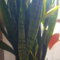گل ها  زیر قیمت