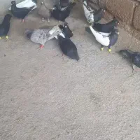 کفتر‌ رنگی