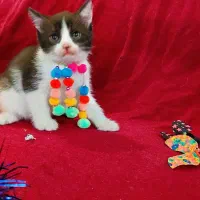 هیمالین|گربه|گرگان, |دیوار