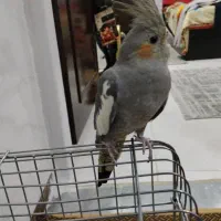 عروس هلندی نر