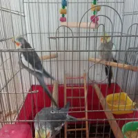 دونع ای ۹۰۰ سه تا باهم ۲۵۰۰