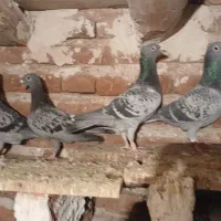 فروش ۸ عدد شامی|پرنده|خسروشاه, |دیوار