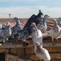 دسته ۲۶تایی کفتر رنگی|پرنده|ضیاء آباد, |دیوار