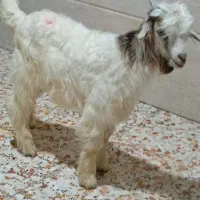 بیگ نر علف و جو خور سالم و درجه یک