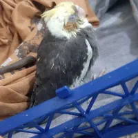 گمشده|حیوانات|زاهدان, |دیوار