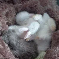 خرگوش چلوندنی و لوپ|موش و خرگوش|ساری, |دیوار