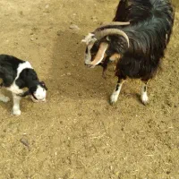 سه عددبزماده فروخته میشود|حیوانات مزرعه|جاجرود, |دیوار