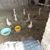 اوردک غوغاز