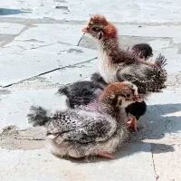 جوجه مرغ جوجه خروس لهستانی