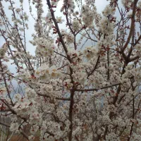 کاه گندم وجو