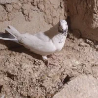 ۹ عدد پرشی به شرط|پرنده|نمین, |دیوار