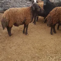 بره نر چاق درجه یک