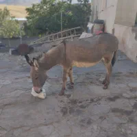 الاغ