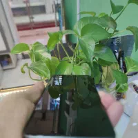 POCO X6 256/12/5G|موبایل|فردیس, فردیس|دیوار