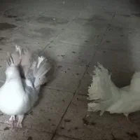 ۲ جفت کبوتر دم چتری انگلیسی|پرنده|مشهد, ولیعصر (شهرک غرب)|دیوار