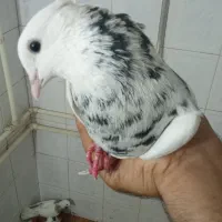 ۴ عدد طوقی