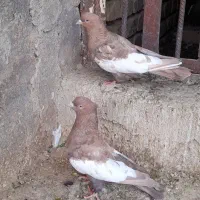 معاوضه کبوتر با پرنده قفسی|پرنده|شیراز, نصر|دیوار