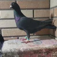 6تاکرمونی