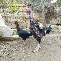 خروس صابونی