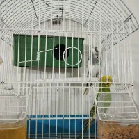 پرنده مرغ عشق