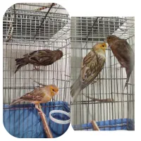 قناری ماده آماده