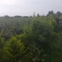 ۲۴۰۰متر باغ درشمال مازندران نشتارود کترا|فروش زمین و ملک کلنگی|نشتارود, |دیوار