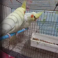 عروس.هلندی زعفرونی مولد|پرنده|فارسان, |دیوار