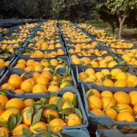 فروش پرتقال تامسون سبدی آماده شده کلی