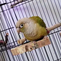 طوطی گرینچیک|پرنده|اصفهان, خانه اصفهان|دیوار