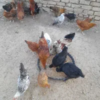 مرغ تخم گذار محلی