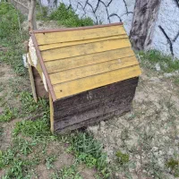 لانه سگ