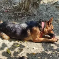 سگ ماده ژرمن شپرد اصیل