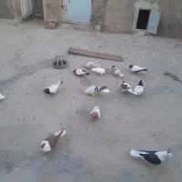 کفتر رنگی|پرنده|گرمه, |دیوار