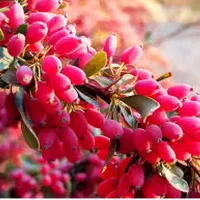 خریدار زرشک شاخه بصورت نقدی