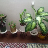 اجاره آپارتمان تک واحدی