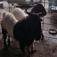 بزغاله پاکستانی|حیوانات مزرعه|آزادشهر, |دیوار