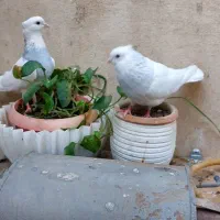 کفتر کبوتر طوقی ابی ابری  الماسی هفترنگ اجری
