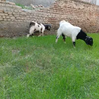 3عددبزغاله چاق خمیر2تانر1ماده باشماره زیرتماس بگیر