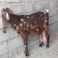 چهل خال پاکستانی مخصوص شیر بسیار نرم دوش|حیوانات مزرعه|تایباد, |دیوار