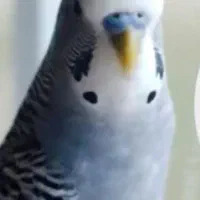 مرغ عشقم گم شده