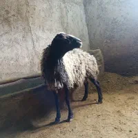 قوچ شال