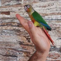 پرده گرینچیک یلوساید ۳ماهه دونخور|پرنده|فریدون‌کنار, |دیوار