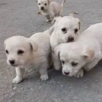 توله سگ اشپیتز