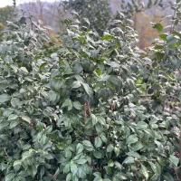 فروش گل کاملیا، ونعنایی ،پایه مورد،|گل و گیاه طبیعی|چابکسر, |دیوار