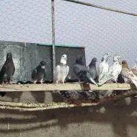 کفتر