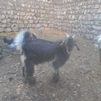 بیک نژادارخلجی