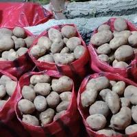 سیب‌زمینی جلی یک دست پاک شده