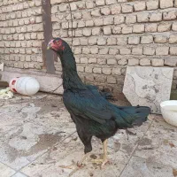 فروش بک جفت اوشامو المانی|حیوانات مزرعه|تهران, آذربایجان|دیوار